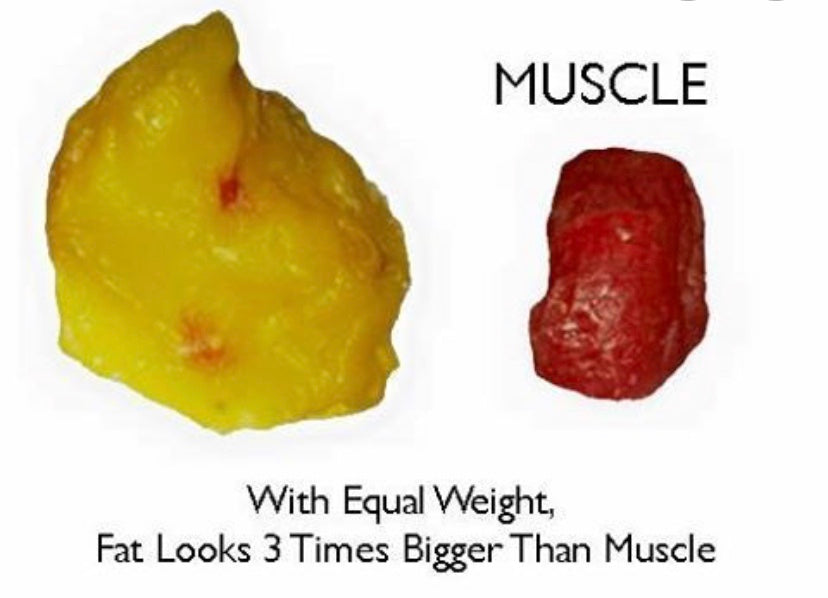 Fat vs Muscle